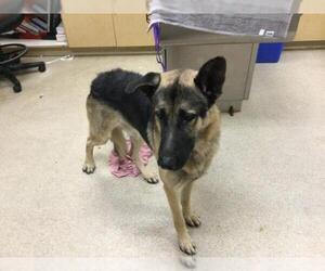 German Shepherd Dog Dogs for adoption in Riverside, CA, USA