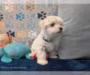 Medium Maltese