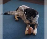 Small #2 Mutt