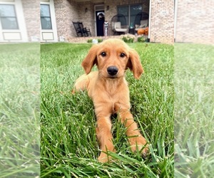 Golden Retriever Puppy for sale in GREENFIELD, IN, USA