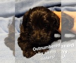 Small #10 Schnoodle (Miniature)