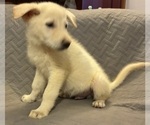 Small #1 German Shepherd Dog
