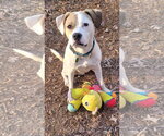 Small #8 American Staffordshire Terrier-Boxer Mix