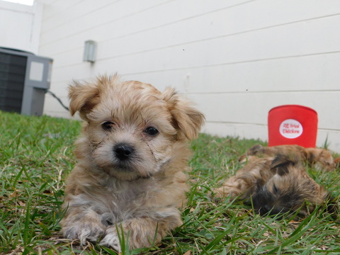 Medium Photo #31 Morkie Puppy For Sale in ORLANDO, FL, USA