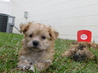 Small #30 Morkie