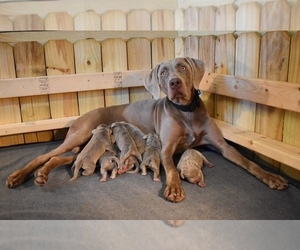 Mother of the Weimaraner puppies born on 01/22/2021