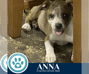 Chiweenie Dogs for adoption in Kimberton, PA, USA