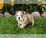 Small #2 English Bulldog