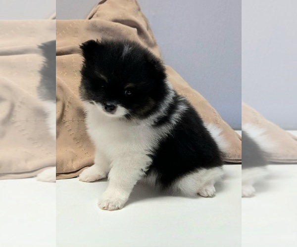 Medium Photo #2 Pomeranian Puppy For Sale in ORRVILLE, OH, USA