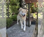 Small #2 Huskies  Mix