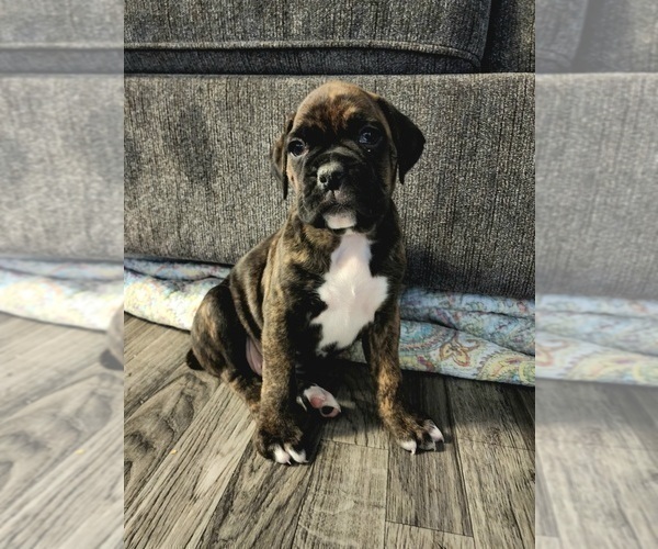 Medium Photo #3 Boxer Puppy For Sale in BRIGHTON, CO, USA