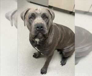 Mutt Dogs for adoption in Las Vegas, NV, USA