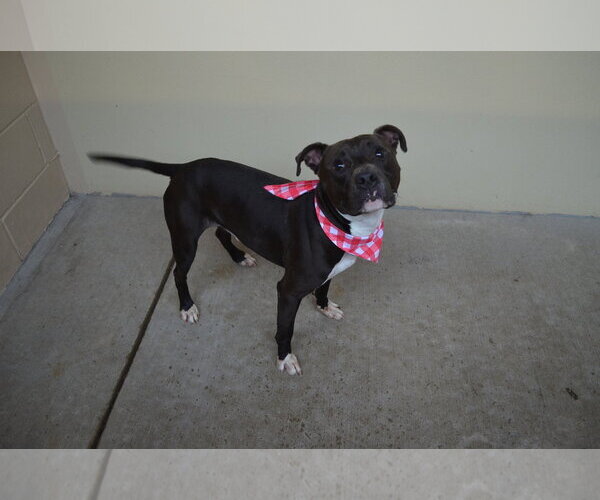 Medium Photo #1 American Pit Bull Terrier-Unknown Mix Puppy For Sale in McKinney, TX, USA