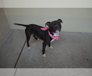American Pit Bull Terrier-Unknown Mix Dogs for adoption in McKinney, TX, USA