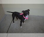 Blown Fuse - Male American Pit Bull Terrier-Unknown Mix Dog for Adoption - Small photo