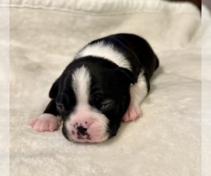Boston Terrier Puppy for sale in WASHBURN, MO, USA