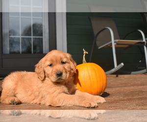 Golden Retriever Puppy for sale in MARSHALL, VA, USA