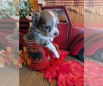 Small #2 Chihuahua