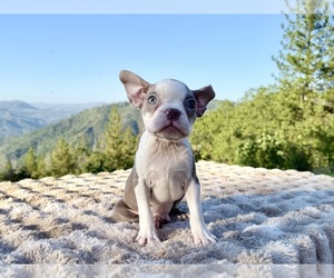 Boston Terrier Puppy for sale in OROVILLE, CA, USA