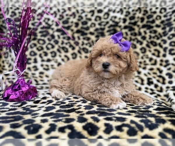 Medium Photo #8 Bichpoo Puppy For Sale in LAKELAND, FL, USA