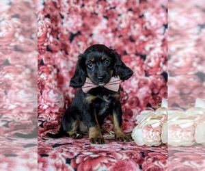 Cavapoo Puppy for sale in NOTTINGHAM, PA, USA