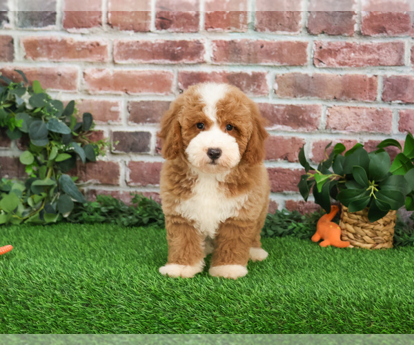 Medium Photo #7 Goldendoodle mix (+ Poodle Miniature) Puppy For Sale in SYRACUSE, IN, USA
