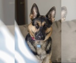 Small #2 German Shepherd Dog
