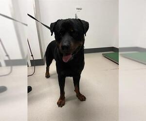 Rottweiler Dogs for adoption in Corona, CA, USA