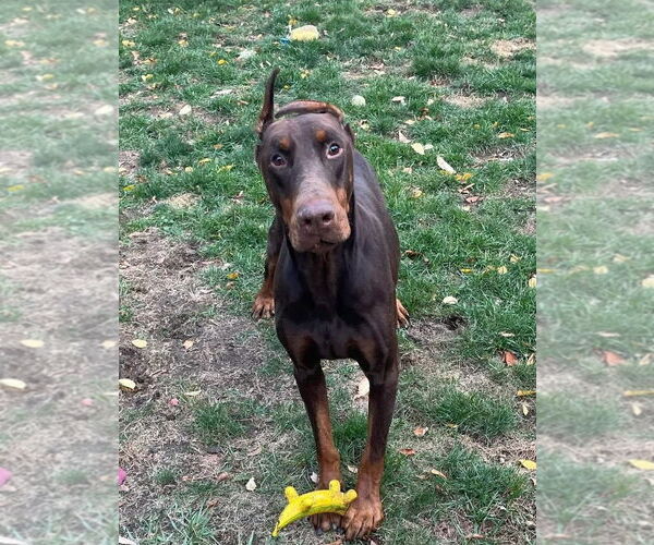 Medium Photo #2 Doberman Pinscher-Unknown Mix Puppy For Sale in Rochester, NY, USA