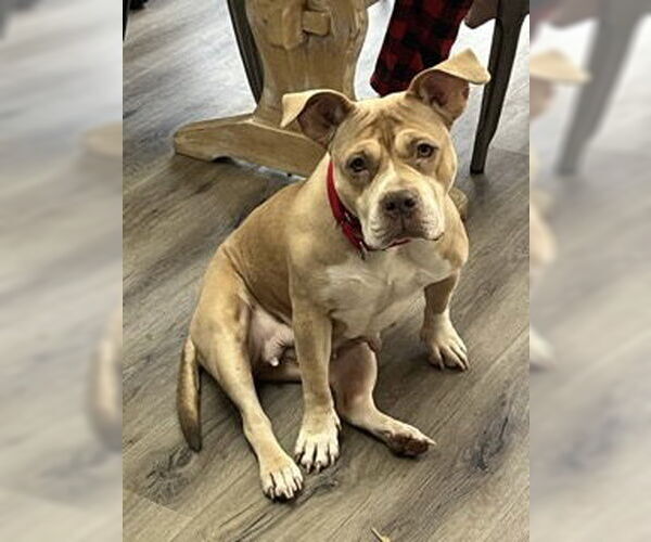 Medium Photo #3 American Pit Bull Terrier Puppy For Sale in Derwood, MD, USA