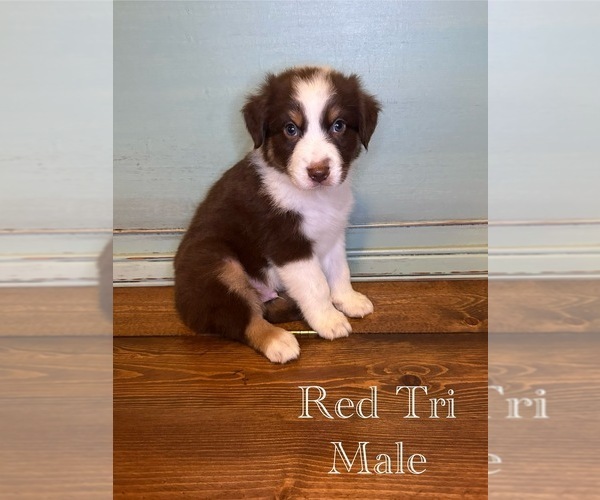 Medium Photo #3 Australian Shepherd Puppy For Sale in STATESBORO, GA, USA