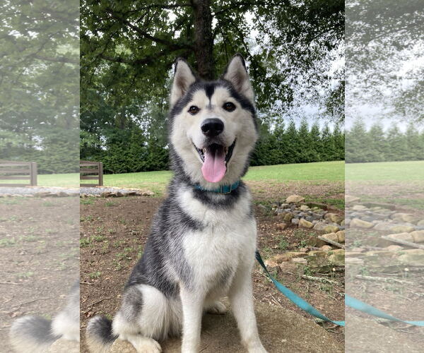 Medium Photo #3 Siberian Husky Puppy For Sale in Cumming, GA, USA