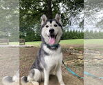 Small #2 Siberian Husky