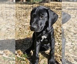 Small Photo #26 German Shorthaired Pointer Puppy For Sale in MCKINNEY, TX, USA