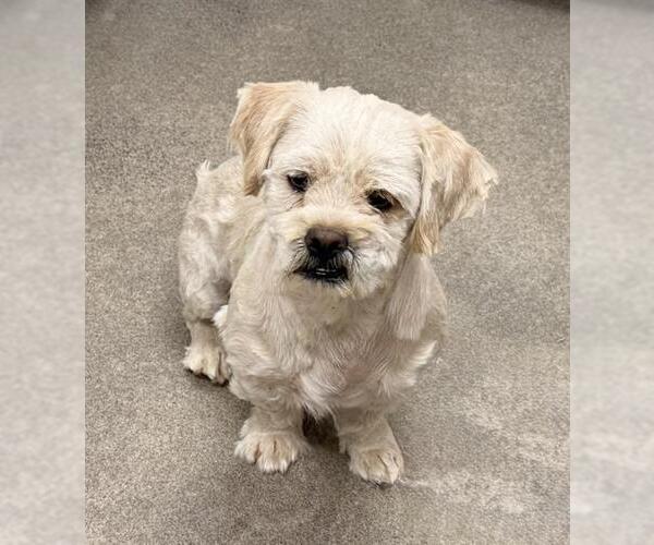 Medium Photo #1 Maltese Puppy For Sale in HESPERIA, CA, USA