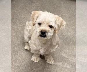 Maltese Dogs for adoption in HESPERIA, CA, USA