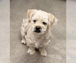Small Maltese