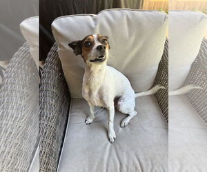 Jack-Rat Terrier Dogs for adoption in Euless, TX, USA