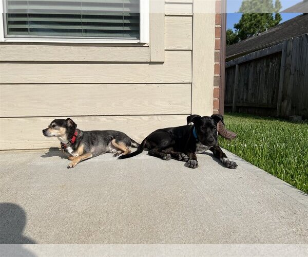 Medium Photo #4 Labrador Retriever-Unknown Mix Puppy For Sale in Katy, TX, USA