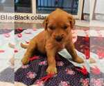 Puppy Puppy 2 Golden Retriever