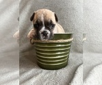 Puppy Mocha French Bulldog