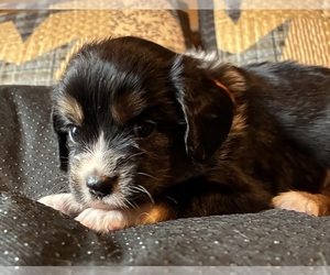 Aussalier Puppy for sale in PICAYUNE, MS, USA