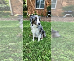 Mother of the Aussiedoodle puppies born on 05/01/2025