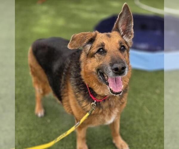 Medium Photo #1 German Shepherd Dog-Unknown Mix Puppy For Sale in Las Vegas, NV, USA