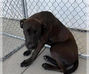 Boxador Dogs for adoption in Bakersfield, CA, USA