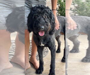 Bouvier Des Flandres Dogs for adoption in Harrison, AR, USA
