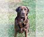 Small Labrador Retriever