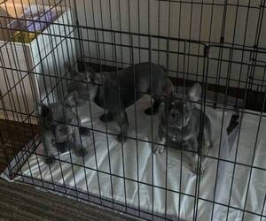 French Bulldog Puppy for Sale in DALY CITY, California USA