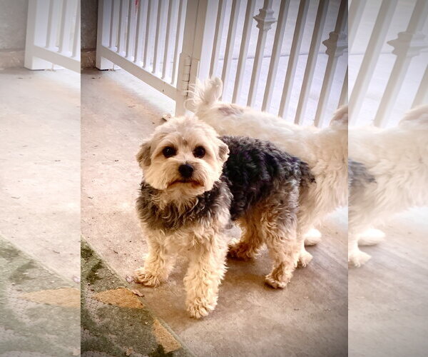 Medium Photo #4 Maltese-Unknown Mix Puppy For Sale in Santa Clarita, CA, USA