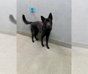 German Shepherd Dog-Unknown Mix Dogs for adoption in Las Vegas, NV, USA